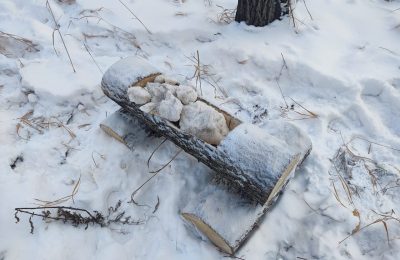 Около 56 тысяч веников для подкормки диких животных приготовили охотоведы региона
