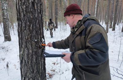 Применение беспилотников и фотоловушек позволило сократить количество незаконных рубок в регионе в 2024 году