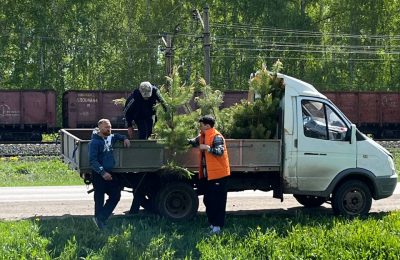 «Дерево Победы»: в районе прошла акция по высадке елей