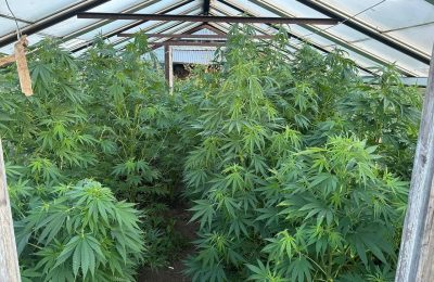 Пресечена незаконная деятельность по незаконному выращиванию наркосодержащих растений