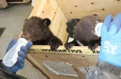 Двух гималайских медвежат из Приморья направили в Новосибирский зоопарк