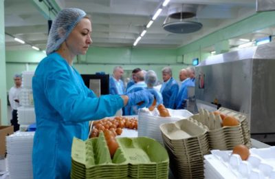 Новосибирские птицефабрики за прошлый год обеспечили потребность населения в куриных яйцах почти на 124%