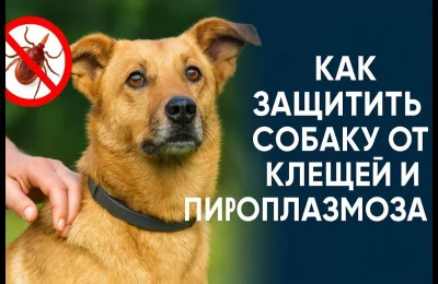 Лапы ломит, хвост отваливается: как защитить домашних питомцев от укусов клещей